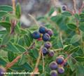 COSTA RICAN BLUEBERRY